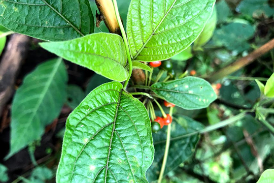 quye bosque para recibir